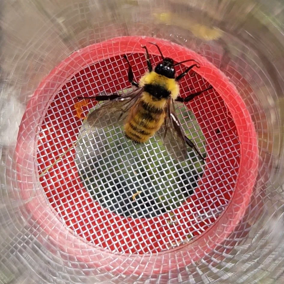 Bumble Bees of Lethbridge — Oldman Watershed Council
